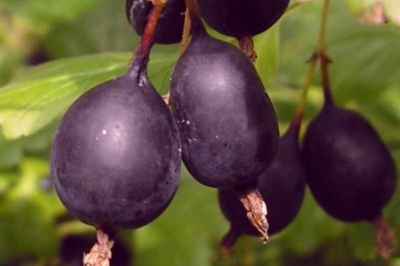 uva spina nera