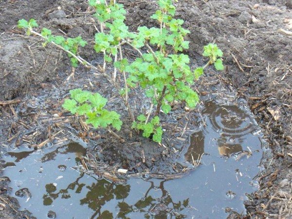  Dopo la potatura per l'uva spina è necessario nutrirsi e annaffiare abbondantemente