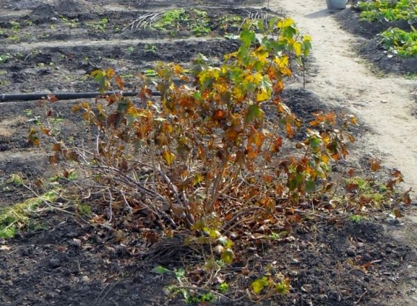  Is it necessary and how to prepare currants for winter?