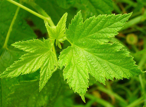  Currant leaves