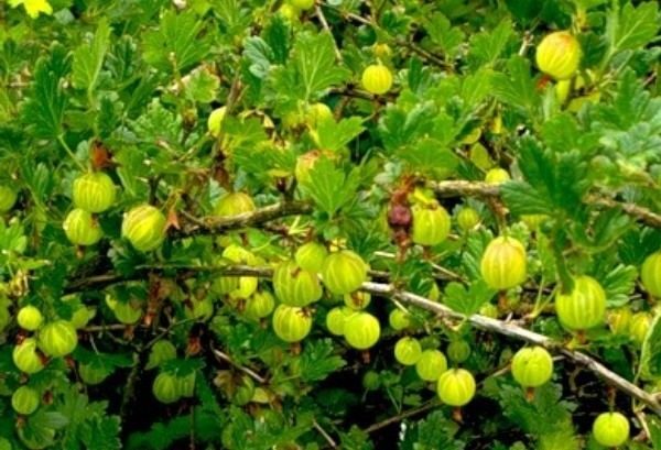 Bush con bacche mature dell'uva spina