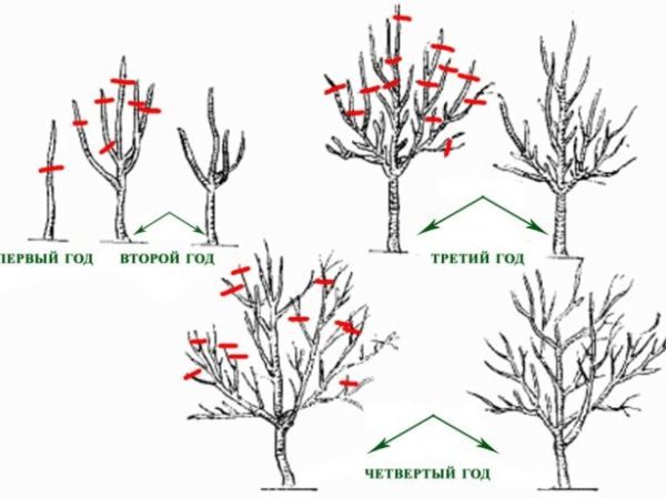  Esquema de poda de ciruela prunklood