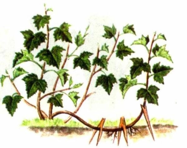  Schema di riproduzione degli strati orizzontali di yoshta