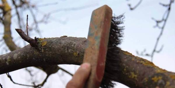  Cleaning moss and lichen from cherries