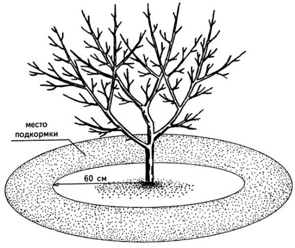  Scheme of fertilizer in the circle of cherries