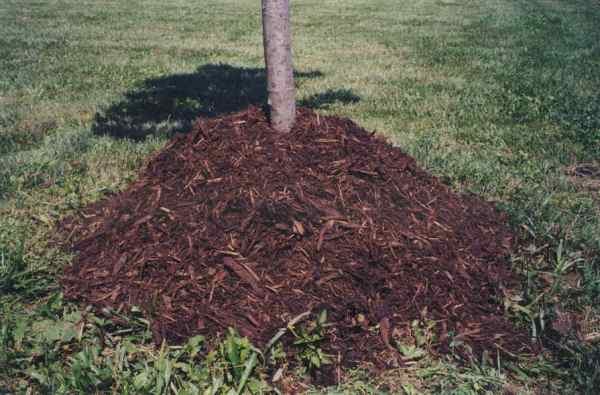  Soil mulching will help protect cherry roots from frost