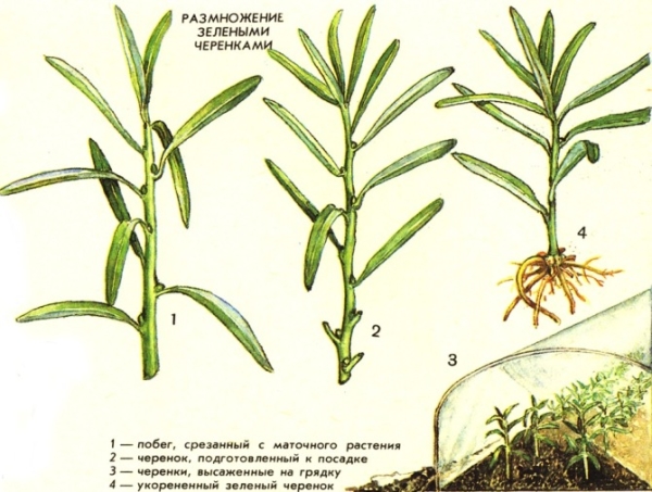  La reproducción del espino cerval de mar con esquejes verdes tiene una ventaja sustancial: 100% de supervivencia, pero el proceso requiere mucho tiempo y es adecuado para jardineros experimentados.