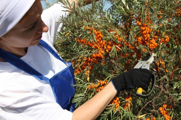  Ci sono diversi modi per raccogliere l'olivello spinoso con le mani.