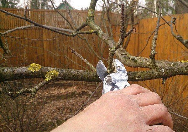  Potatura autunnale di alberi da frutto