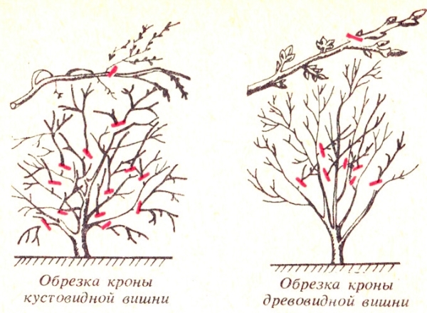  Bush and tree varieties of cherries require different approaches to pruning