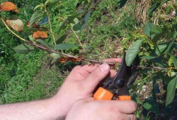  Spring pruning will help the tree to wake up after winter, any of the slices should be processed by barb or other special means