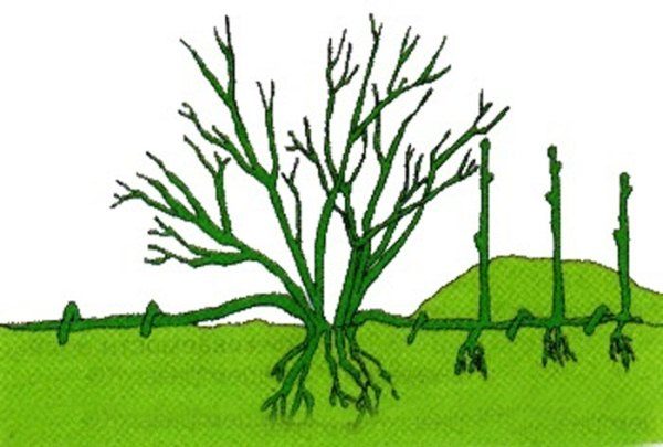  Lo schema di riproduzione del ribes a strati