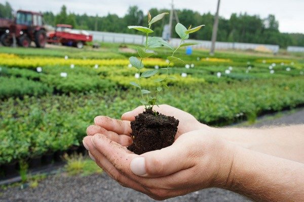  De las semillas de mora puede crecer una plántula completa.