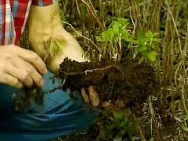  Replace the blackberry in the spring should be a lump of earth