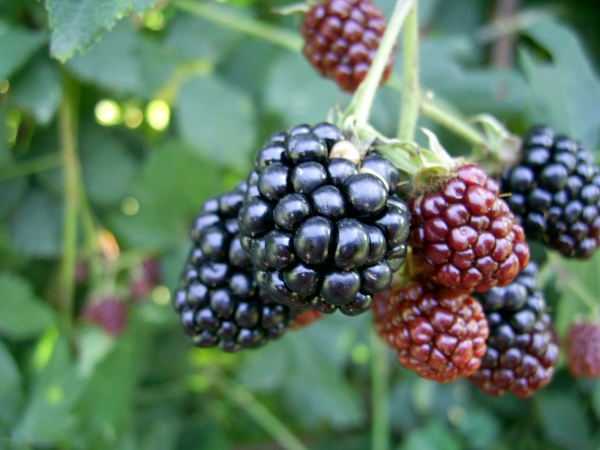  El sabor de las variedades Chester de moras no es el mejor en comparación con otras variedades, pero está en el nivel adecuado