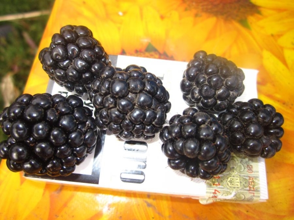  La fruta de mora de la variedad Chester se distingue por su gran tamaño, ya que se pueden recolectar hasta 20 kg de bayas de un arbusto.