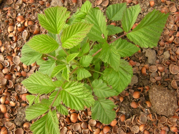  Para el cultivo de moras en el carril medio o en más regiones del norte es necesario adquirir variedades de reproducción moderna
