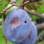  Ciruela golpeó pudín de frutas