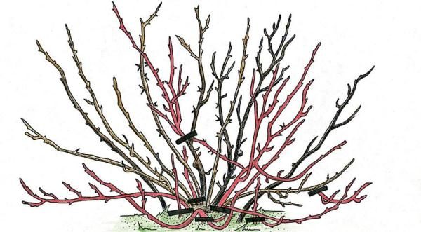  Schema ringiovanente uva spina potatura