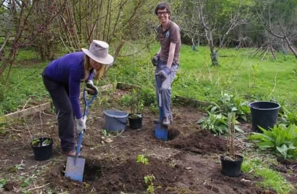  Nel corso del tempo, l'uva spina cresce fortemente, quindi è necessario mantenere la distanza tra i cespugli