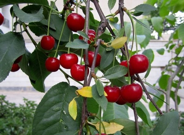  El esquema y la secuencia de podas, arbustos y cerezas de fieltro en otoño, verano y primavera.