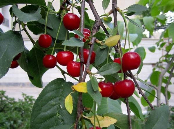  The scheme and sequence of pruning tree, bush and felt cherries in the fall, summer and spring