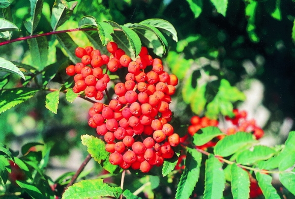  La varietà Rowan Bead non ha astringenza, è altamente resistente a gelate estreme, siccità, malattie