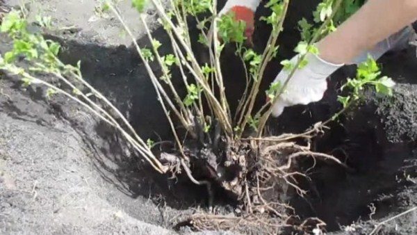  La riproduzione del ribes dividendo la boscaglia è il modo più efficace