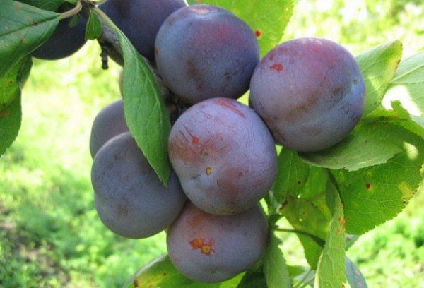  Plum Renklod Sovetsky grado