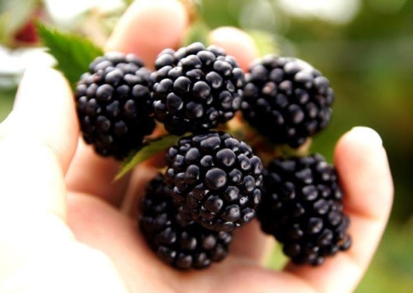  Blackberry tiene propiedades antipiréticas, coleréticas, antioxidantes y otras.