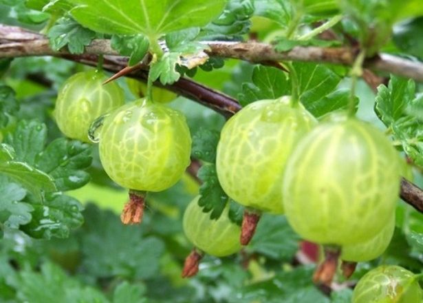  Gooseberry Malachite