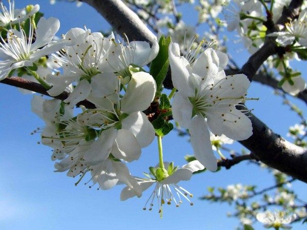  Plum Renklod necesita polvo adicional