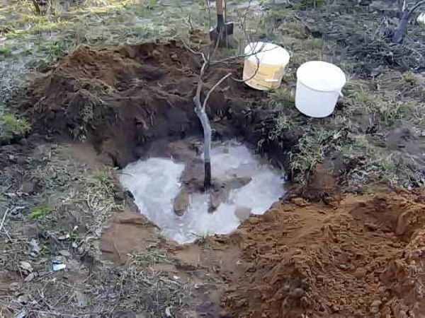 La plantación de ciruela debe hacerse en la fosa.