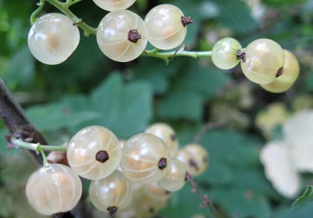  White currant
