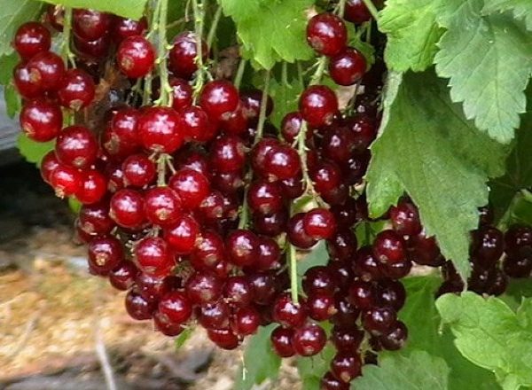  The best varieties of currants