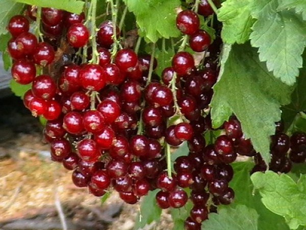  The best varieties of currants