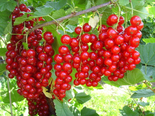  Grappoli di ribes maturo