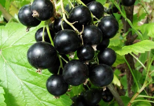  Currant grade vigoroso