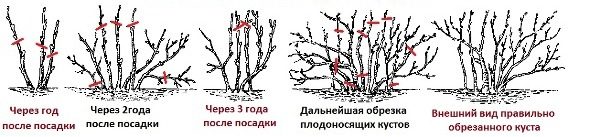  Schema di potatura del ribes Grado vigoroso