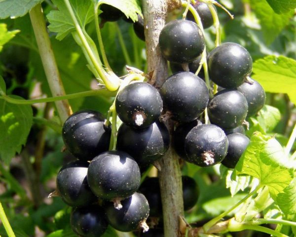 Pigmeo di ribes maturo pronto per la mietitura