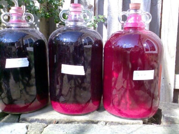  Vino di uva spina nera fatto in casa