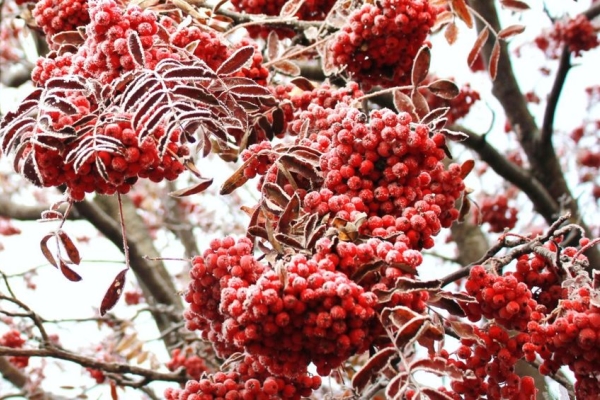  Varietà di Rowan, loro descrizione e caratteristiche, composizione di frutta