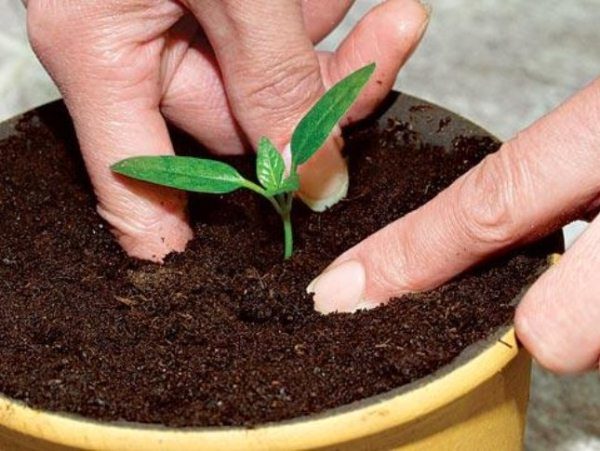  Cultivo de ciruela de la piedra.