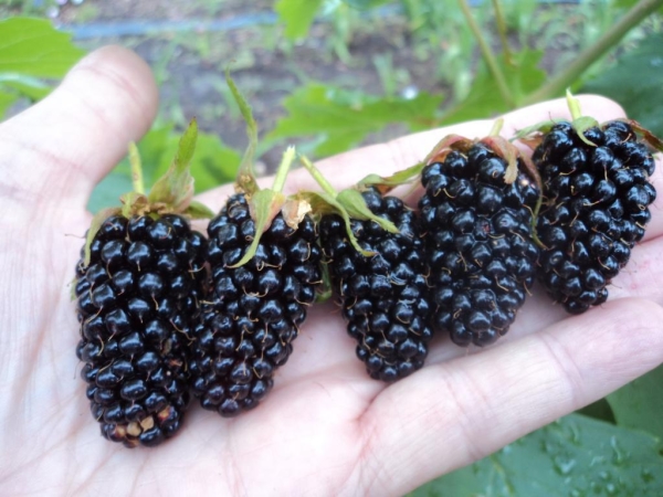  Las moras pueden causar alergias, pueden causar daño durante la gastritis, el embarazo