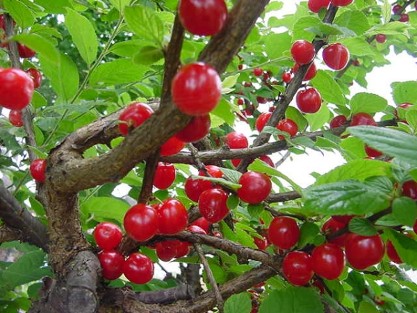  Pruning felted cherries should be done every year, because the crown is thickened, and the fruits give only one-year shoots.