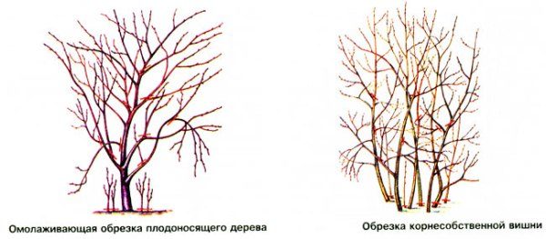  Scheme of autumn pruning cherries of different types