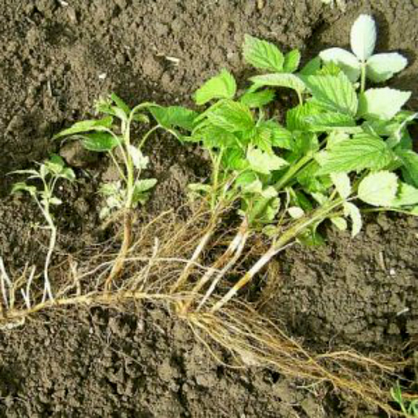  Reproducción jardín blackberry root suckers