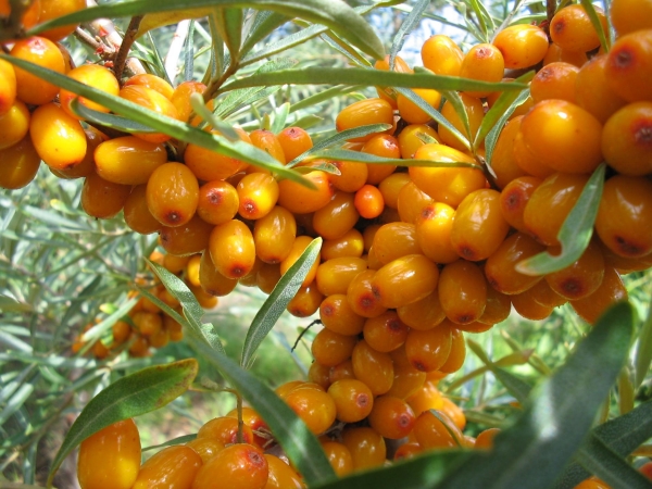  How to store sea buckthorn berries: proven methods and preparation for storage