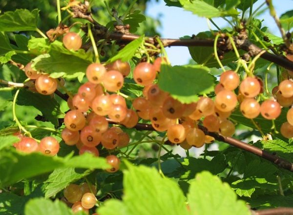  Golden currant