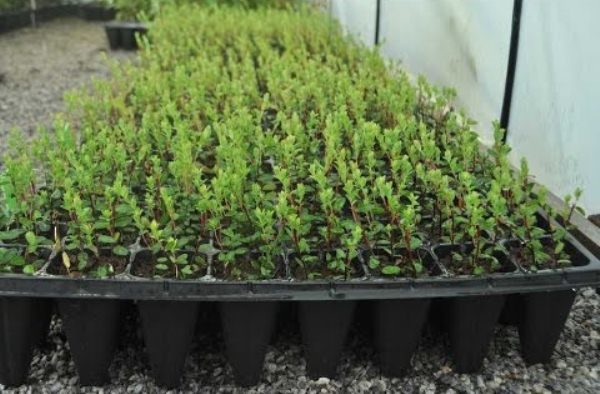  Planting blueberry cuttings in containers